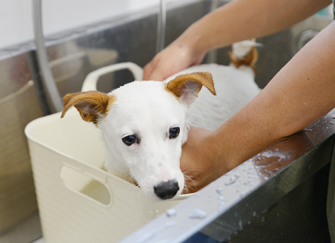 オゾンナノバブルスパ