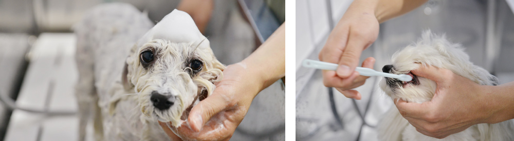 セットメニュー