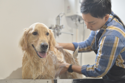トリミング シャンプーコース